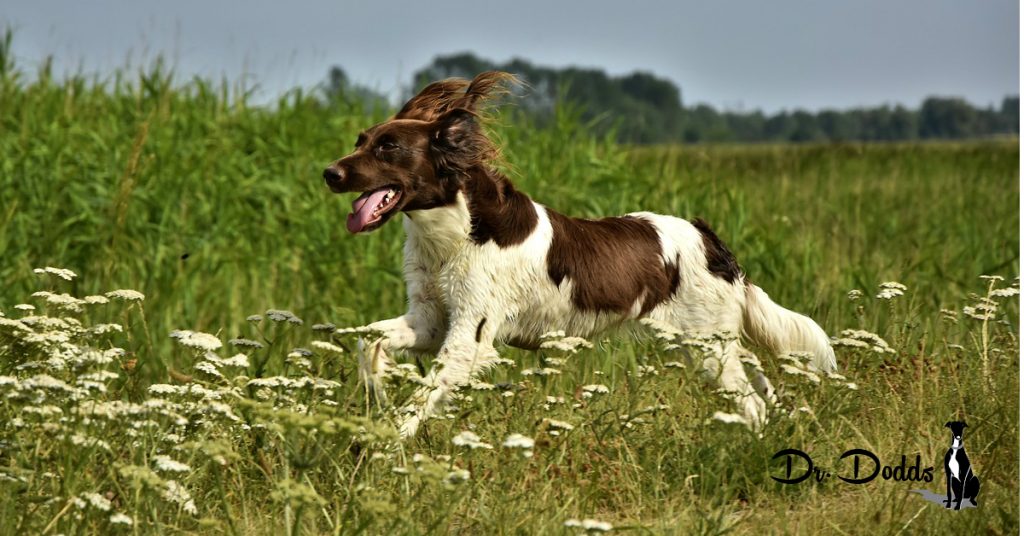 Exercising your companion dogs for their mental and behavioral health and yours.
