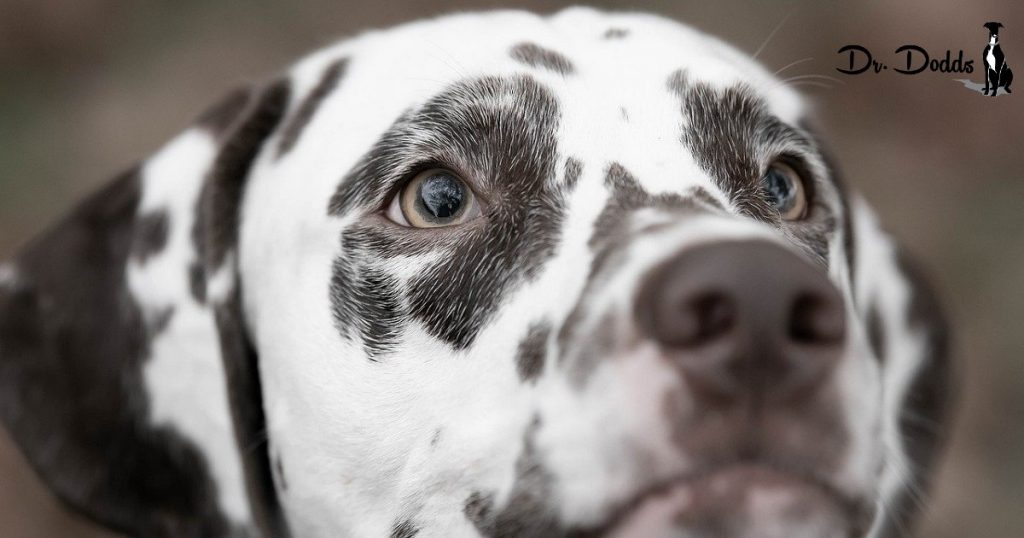 preparing pets for natural disasters