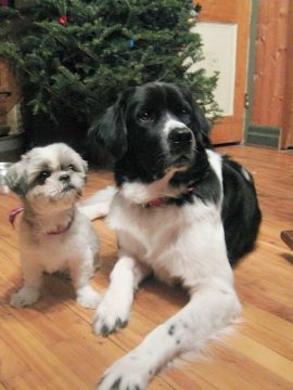 Lola the Landseer | NutriScan Case Study