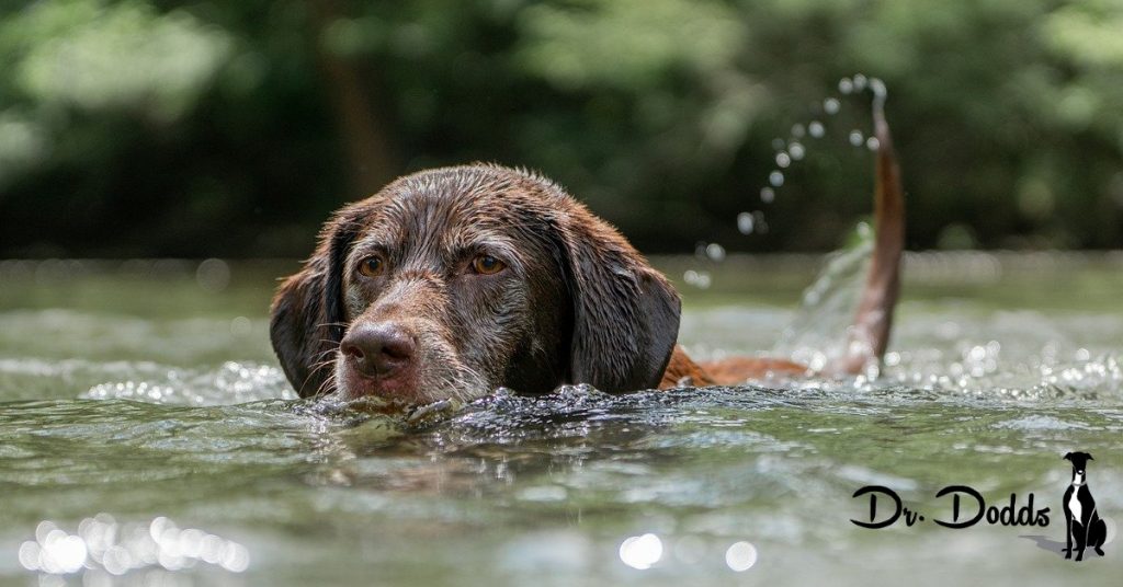 Blue-green algae companion dogs