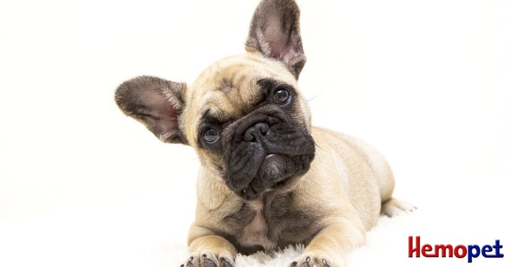 brachycephalic breeds health screening