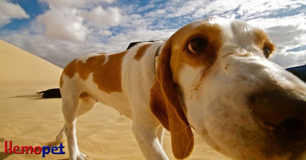 Valley Fever Vaccine for Dogs on the Horizon