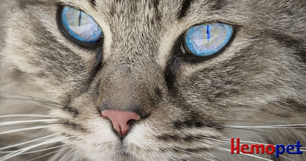 Calicivirus in Cats