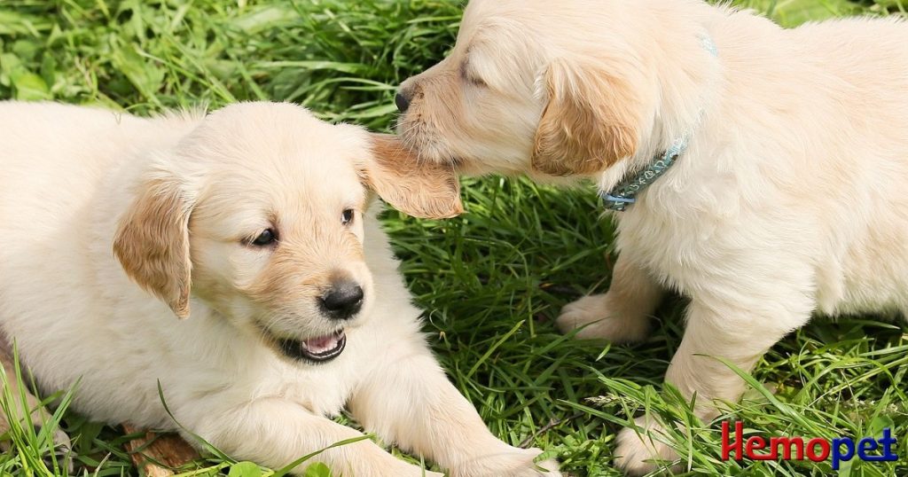Mystery Dog Illness in Dogs