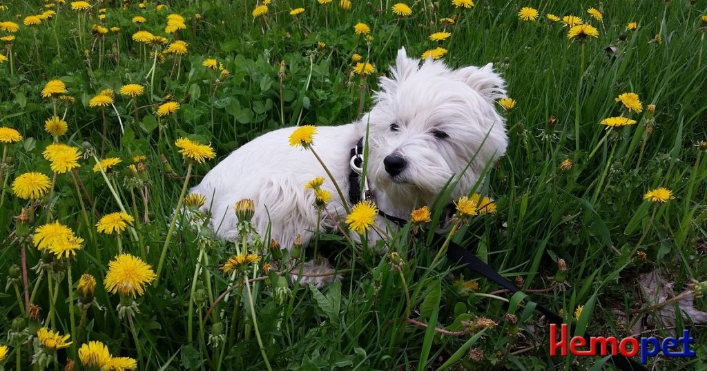 Vitamin B12 Supplementation for dogs or cats with EPI or chronic enteropathy