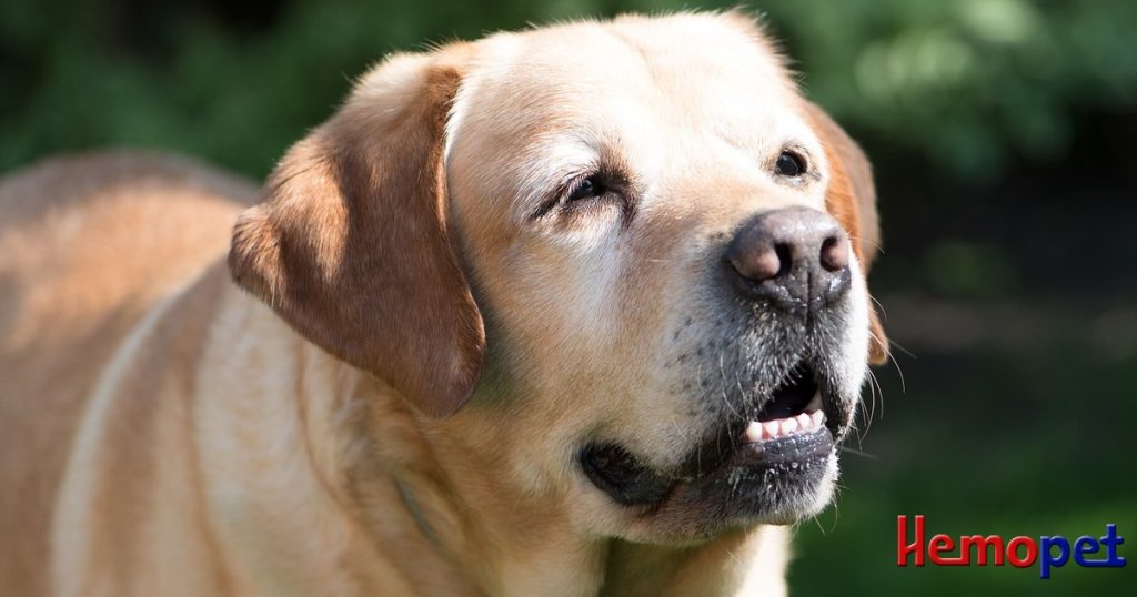Canine Cognitive Dysfunction and Prevention