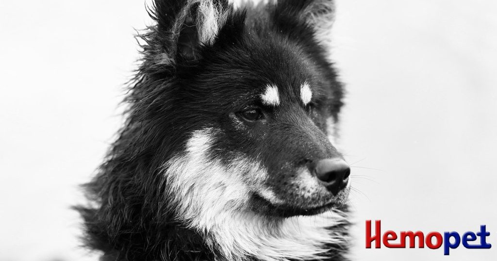 Diarrhea in Dogs Other Treatment Options