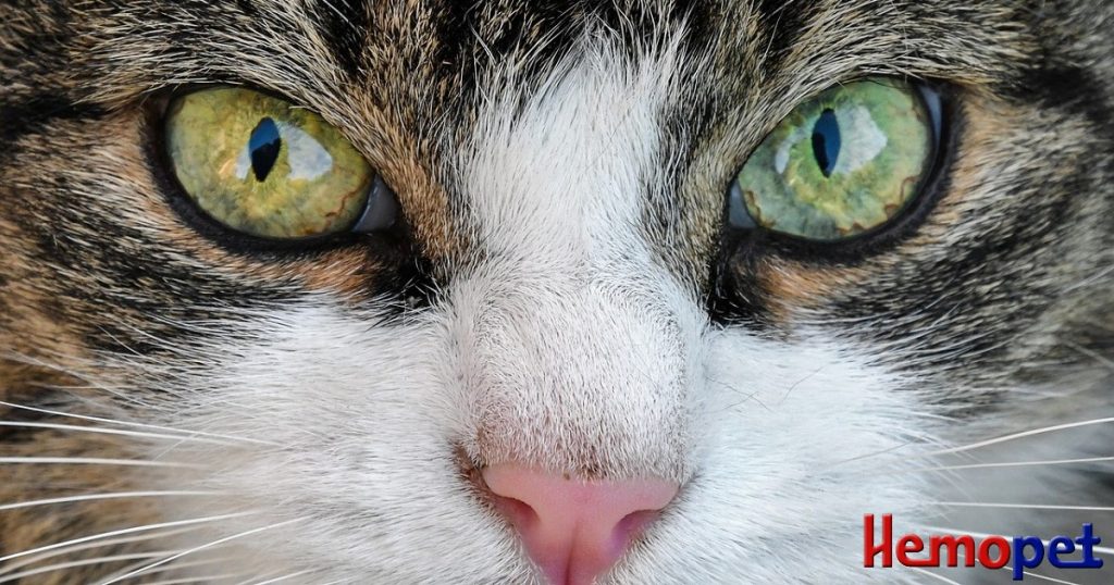 Feline Vaccination Protocol by Dr Jean Dodds