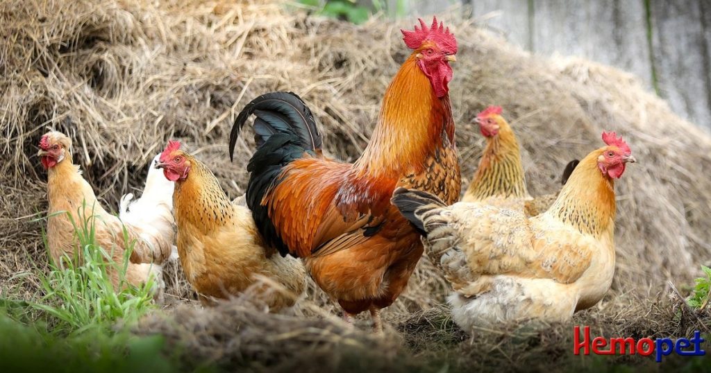 Highly Pathogenic Avian Influenza Strain H5N1 and Companion Pets