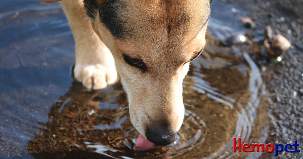 Leptospirosis in Animals and Public Health