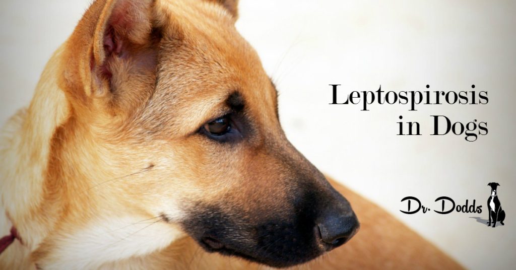Leptospirosis in Dogs
