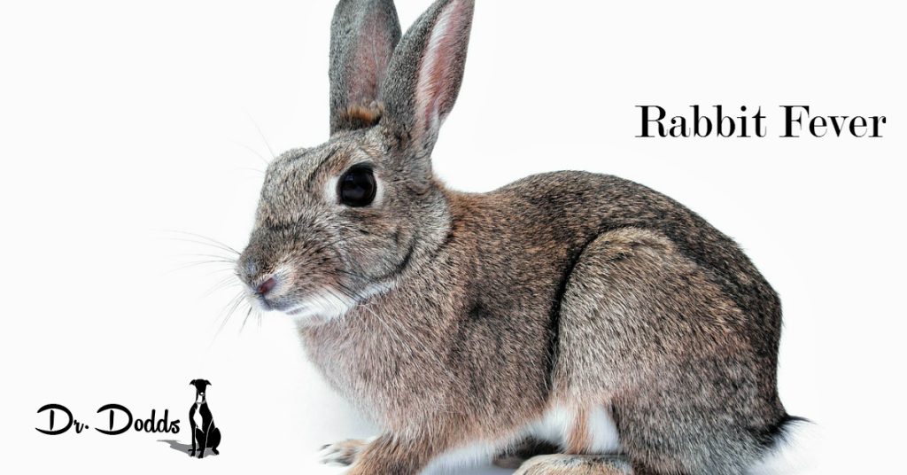 Tularemia Rabbit Fever Pets