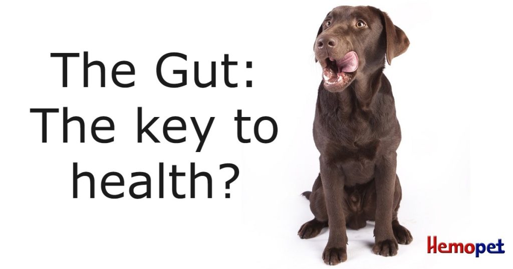 The Gut Key to Health