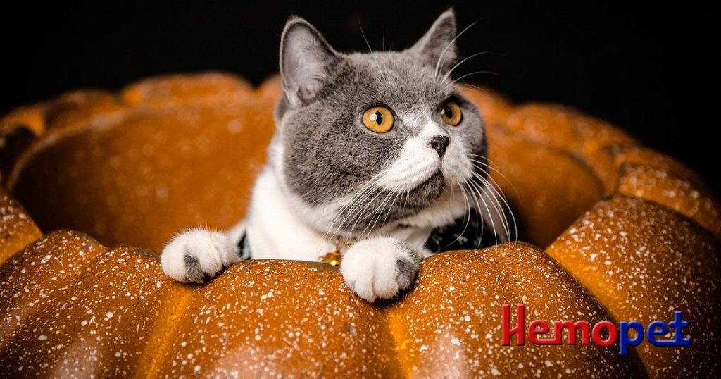 Pumpkin Why is it such a popular treatment for diarrhea