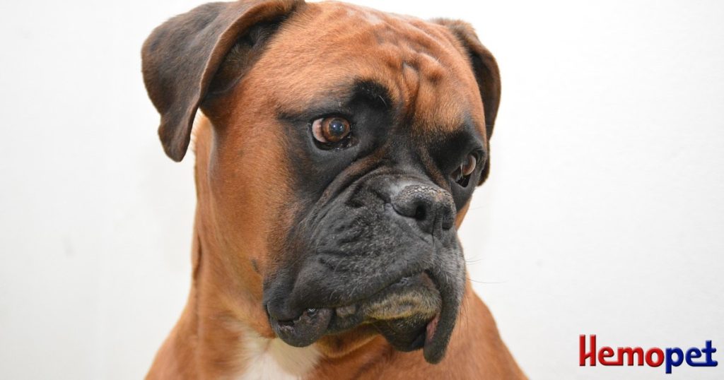 IBD vs IBS in Companion Dogs