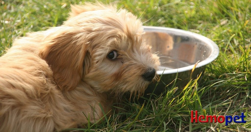 Lead Poisoning in Cats and Dogs