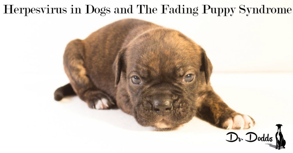 Herpesvirus in Dogs Fading Puppy Syndrome