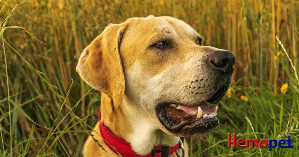 Lyme Disease Vaccine for Dogs